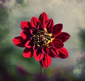 Close-up of red flower