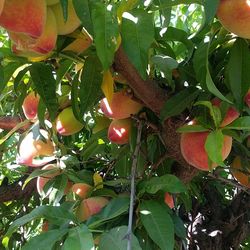 Low angle view of fruits growing on tree
