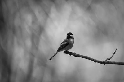 Low angle view of bird perching on branch