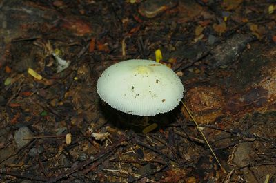 Close-up of mushroom