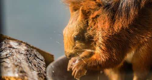 Close-up of horse looking away