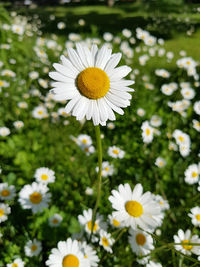 Close-up of white daisy flowers on field