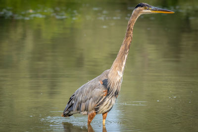 Close-up of gray heron on lake