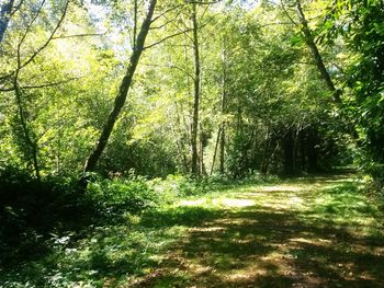 Trees in forest