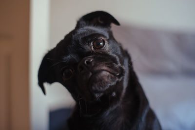 Close-up portrait of dog at home