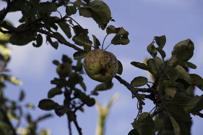 Low angle view of berries growing on tree against sky