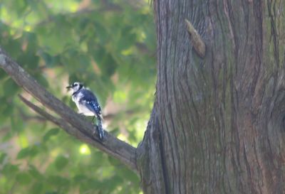 Bird perching on tree trunk