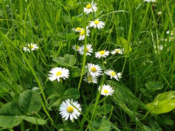 Close-up of white daisy flowers in field