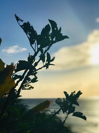 Plant by sea against sky during sunset