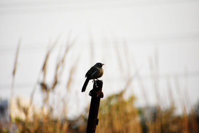 Bird perching on wooden post