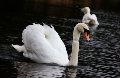 Swan floating on lake