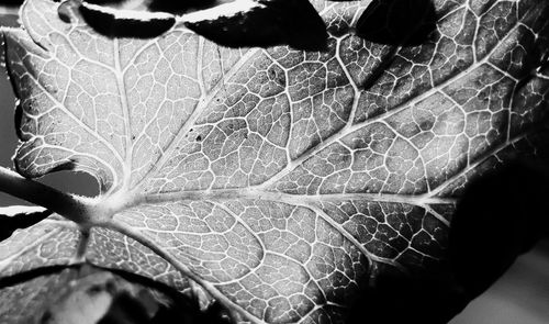 Close-up of water drops on dry leaves
