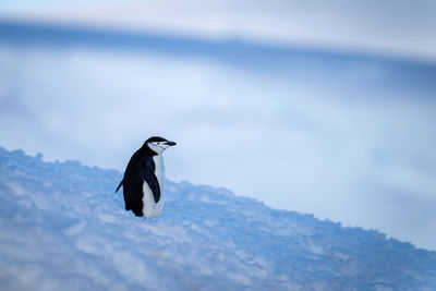Chinstrap penguin stands on blue snow bank