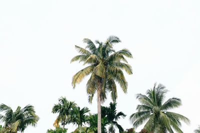 Low angle view of palm trees against clear sky