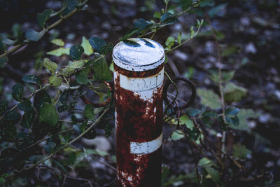 Rusty bollard amidst plants