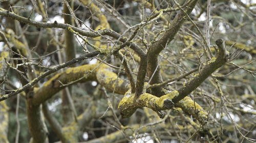 Close-up of bare tree branch