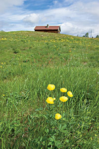 Yellow flowers on field against sky