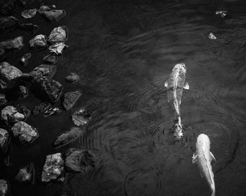 High angle view of turtle swimming in lake