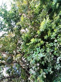 View of flowering tree