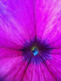 Close-up of insect on pink flower