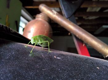 Close-up of insect