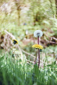 Close-up of dandelion in field