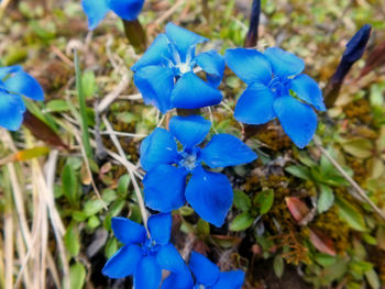 Close-up of blue flowers blooming on field