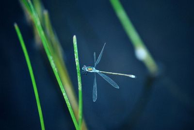Close-up of insect on leaf
