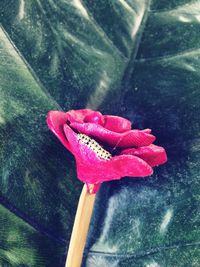 Close up of red flower