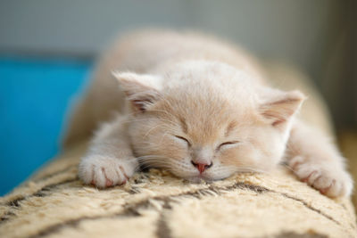 Close-up of a adorable ginger british shorthair kitten napping on the sofa