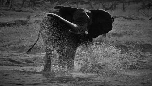 Elephant splashing water while standing in lake