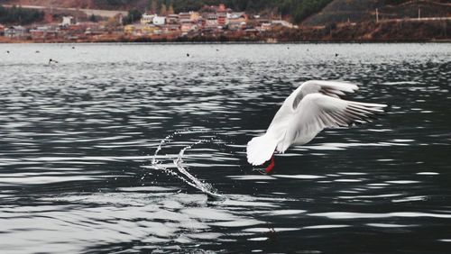 Swan flying over lake