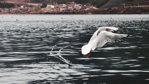 Watching seagulls coming down to the lake surface  grabbing foods 