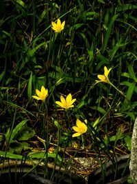 Close-up of yellow flowers blooming in field