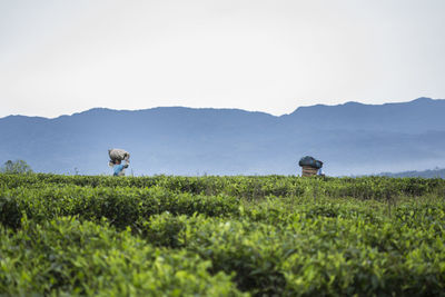 Cows grazing on field against clear sky