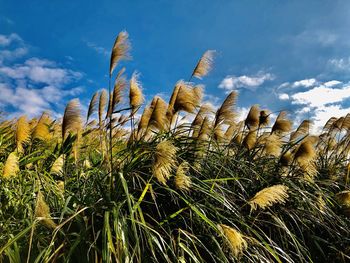 Low angle view of stalks in field against sky