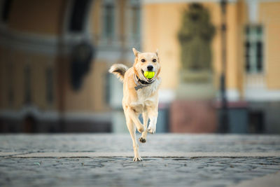 Portrait of dog running