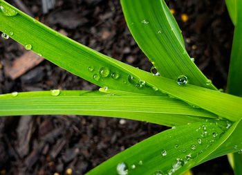 Close-up of raindrops on plant