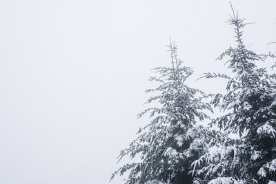 Low angle view of trees against clear sky