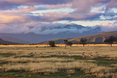 View of sheep on field against cloudy sky