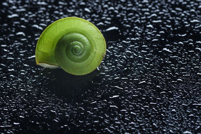 Close-up of green leaf