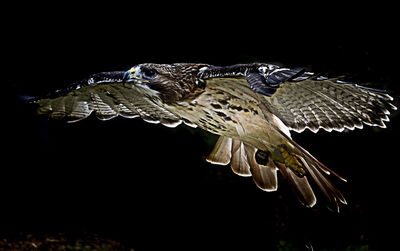 Close-up of turtle on black background