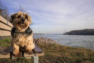 Dog enjoys the view 