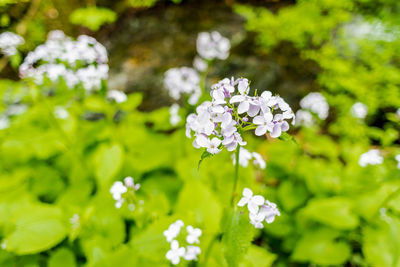 Close-up of white flowering plant