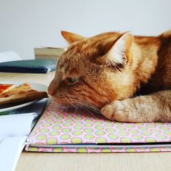 Close-up of cat relaxing on book