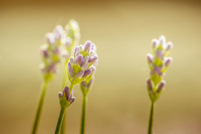 Close-up of purple flowering plant