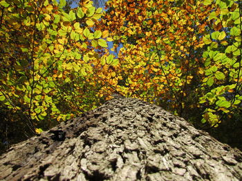 Close-up of tree in forest