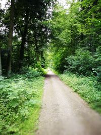 Dirt road passing through forest