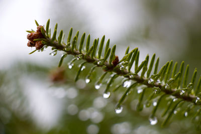 Close-up of wet plant leaves