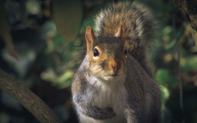 Portrait of squirrel eating outdoors